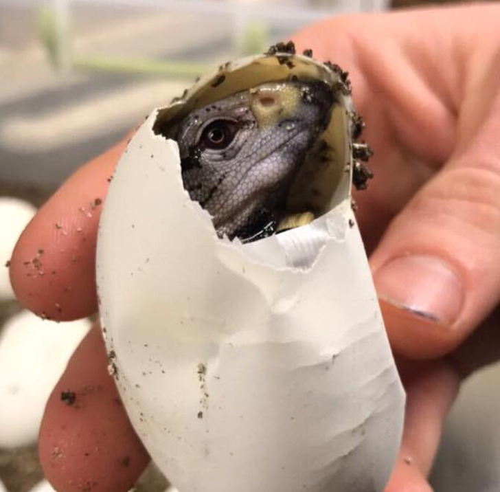 Black Throat Monitor hatching from an egg