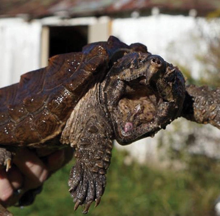 Alligator Snapping Turtle offers an education!