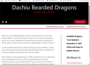 Dachiu Bearded Dragons